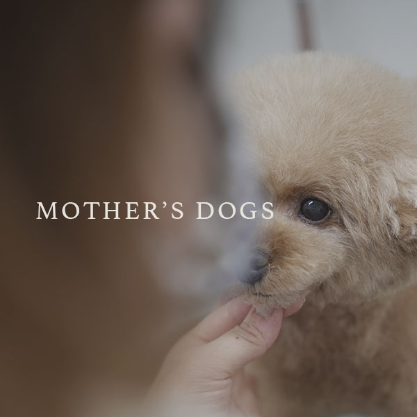 マザーズドッグス