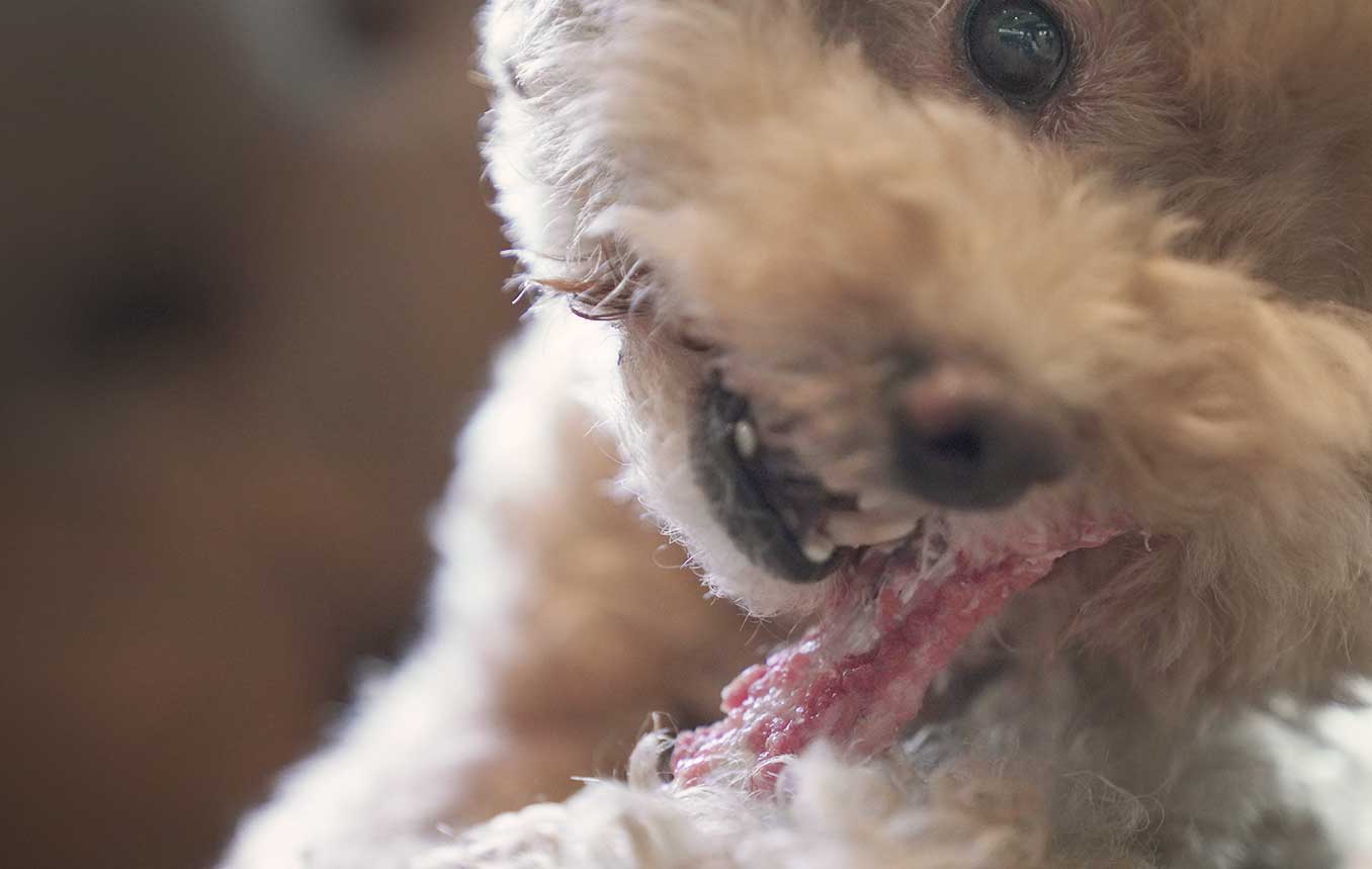 ホースボーンソフト