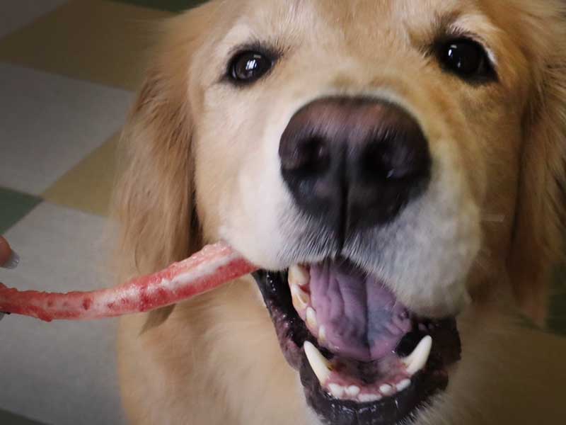 ホースボーンソフト ウルス