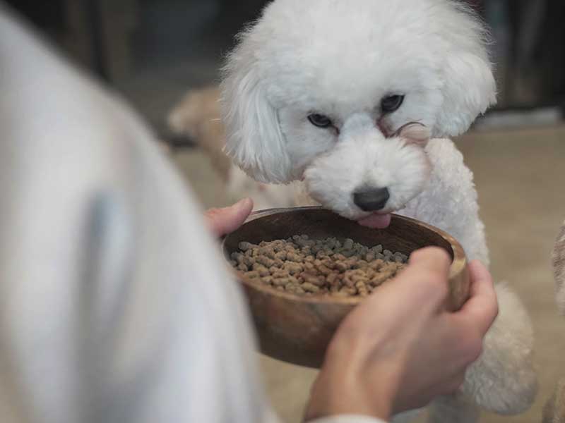 ドッグフード　ジャック 01