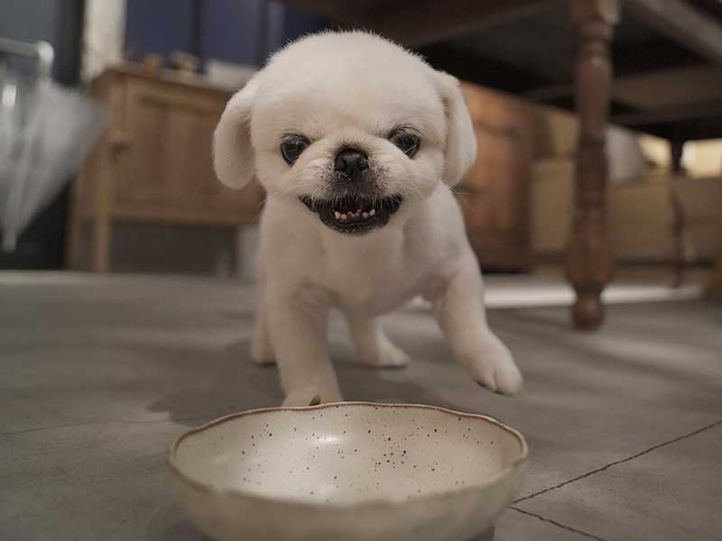 ドッグフード　ジャック 01