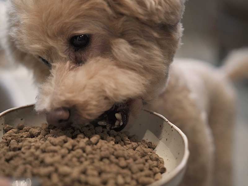 ドッグフード　ジャック 01