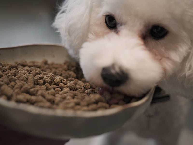 ドッグフード　ジャック 01