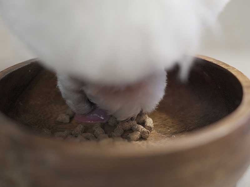 国産ドッグフードJACQUES