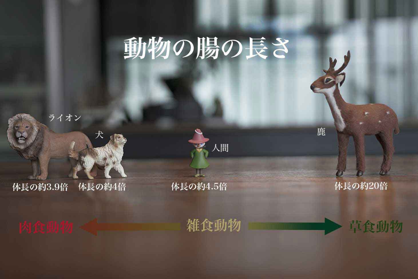 犬は人と違う　自然食ローフードウルス
