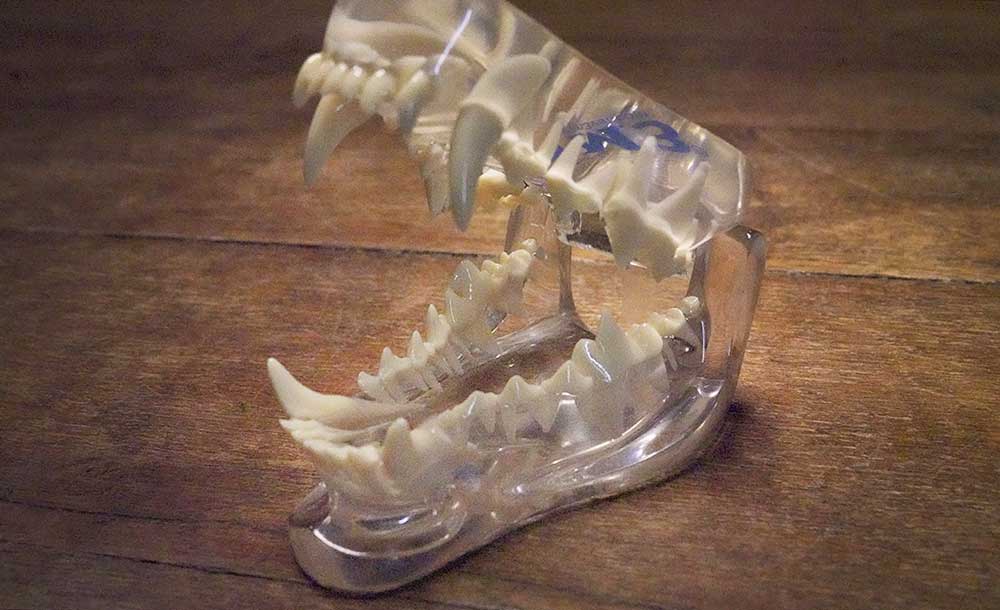 犬は人と違う　自然食ローフードウルス