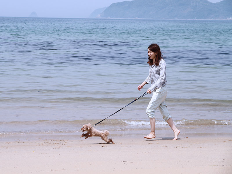 犬の食事（生食）ドッグフード36