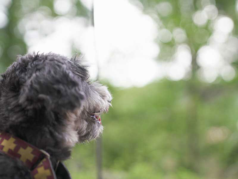 犬の食事（生食）ドッグフード