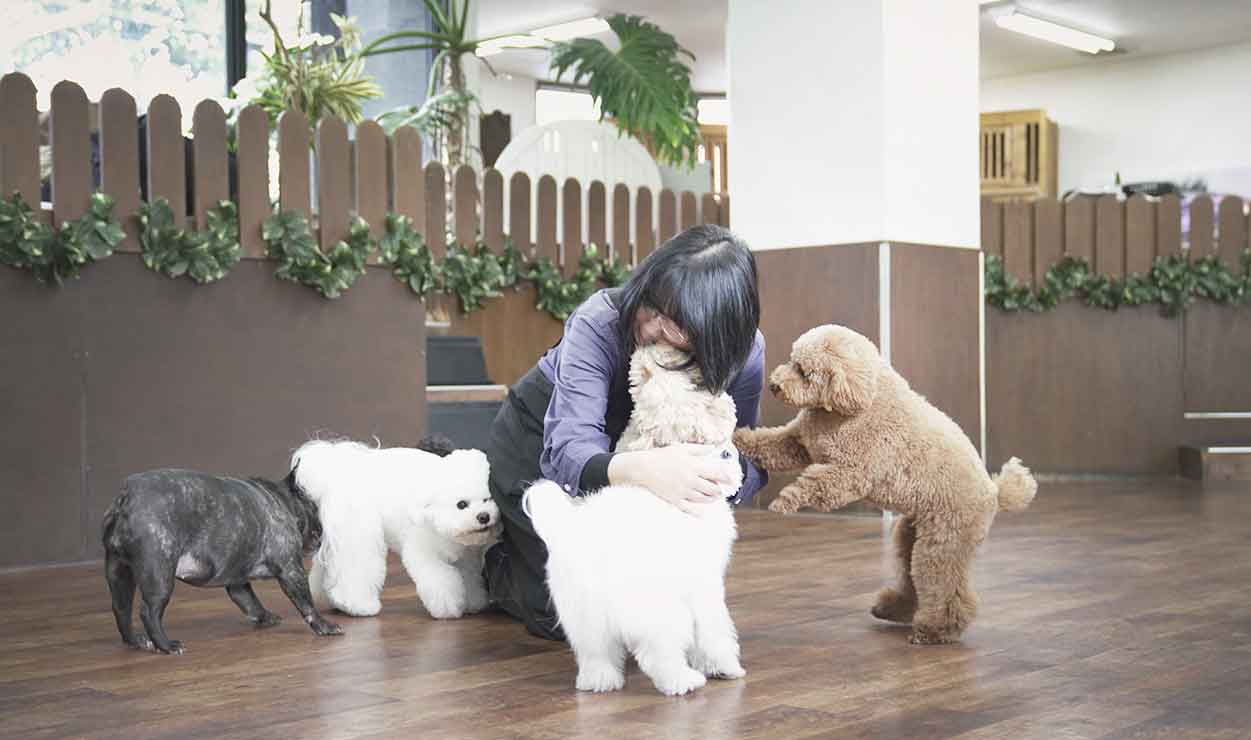 マザーズドッグス