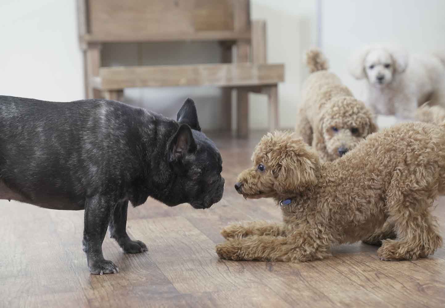 マザーズドッグス