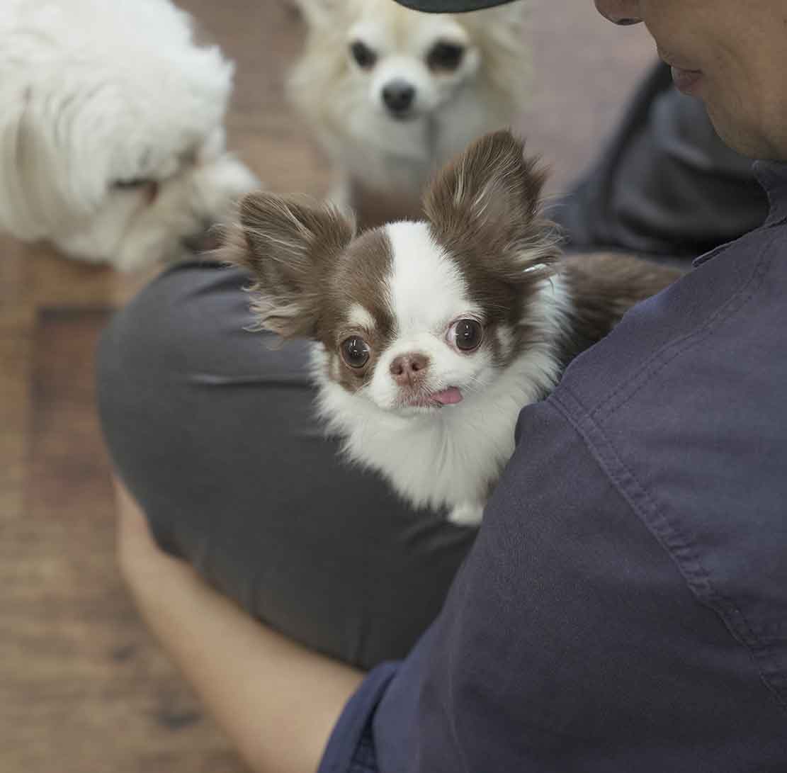 マザーズドッグス