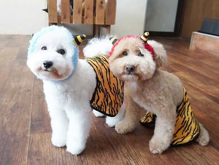 マザーズドッグス