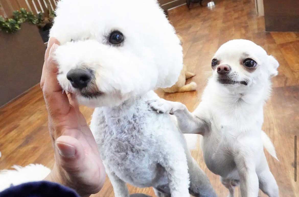 マザーズドッグス