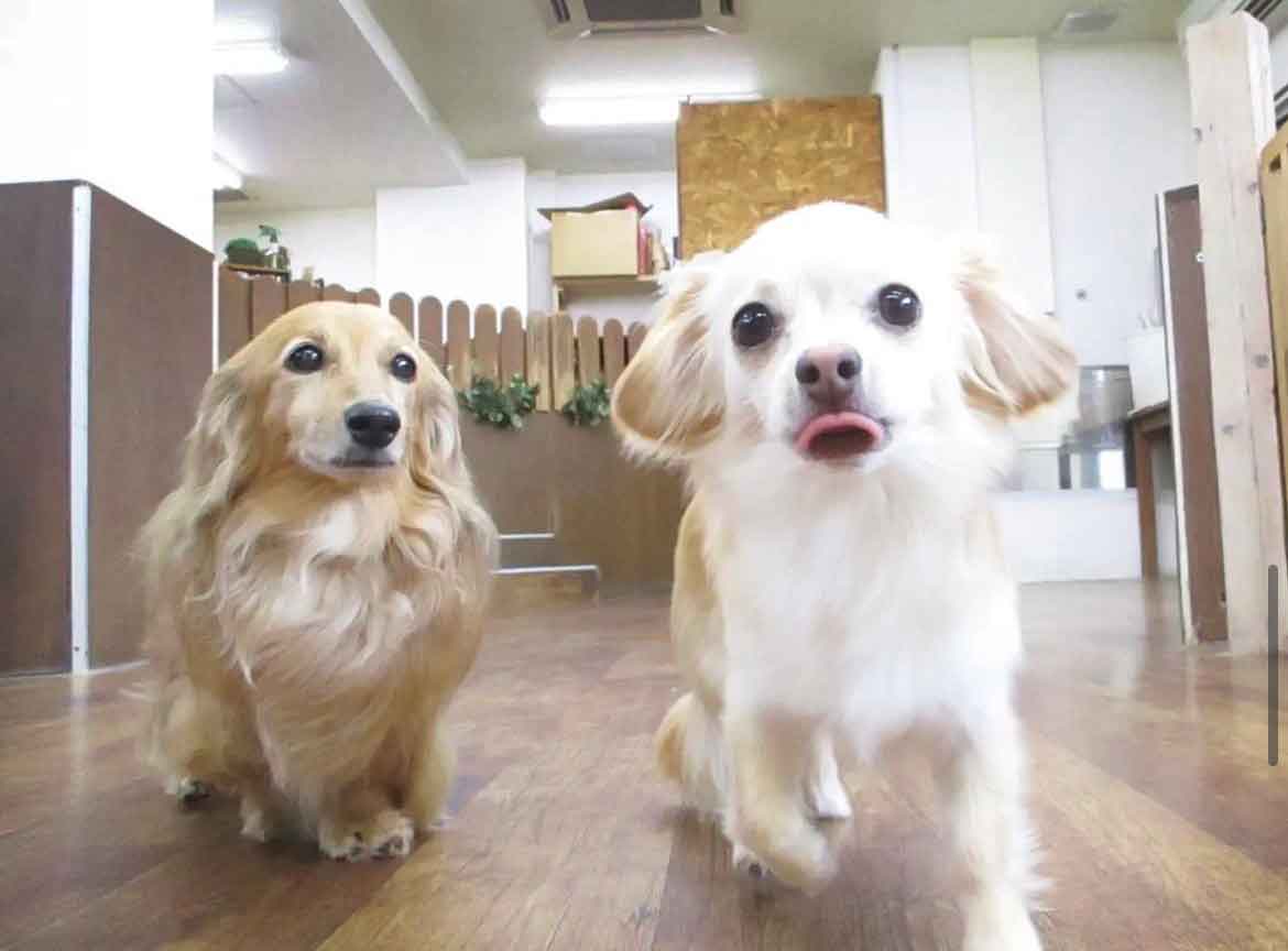 マザーズドッグス