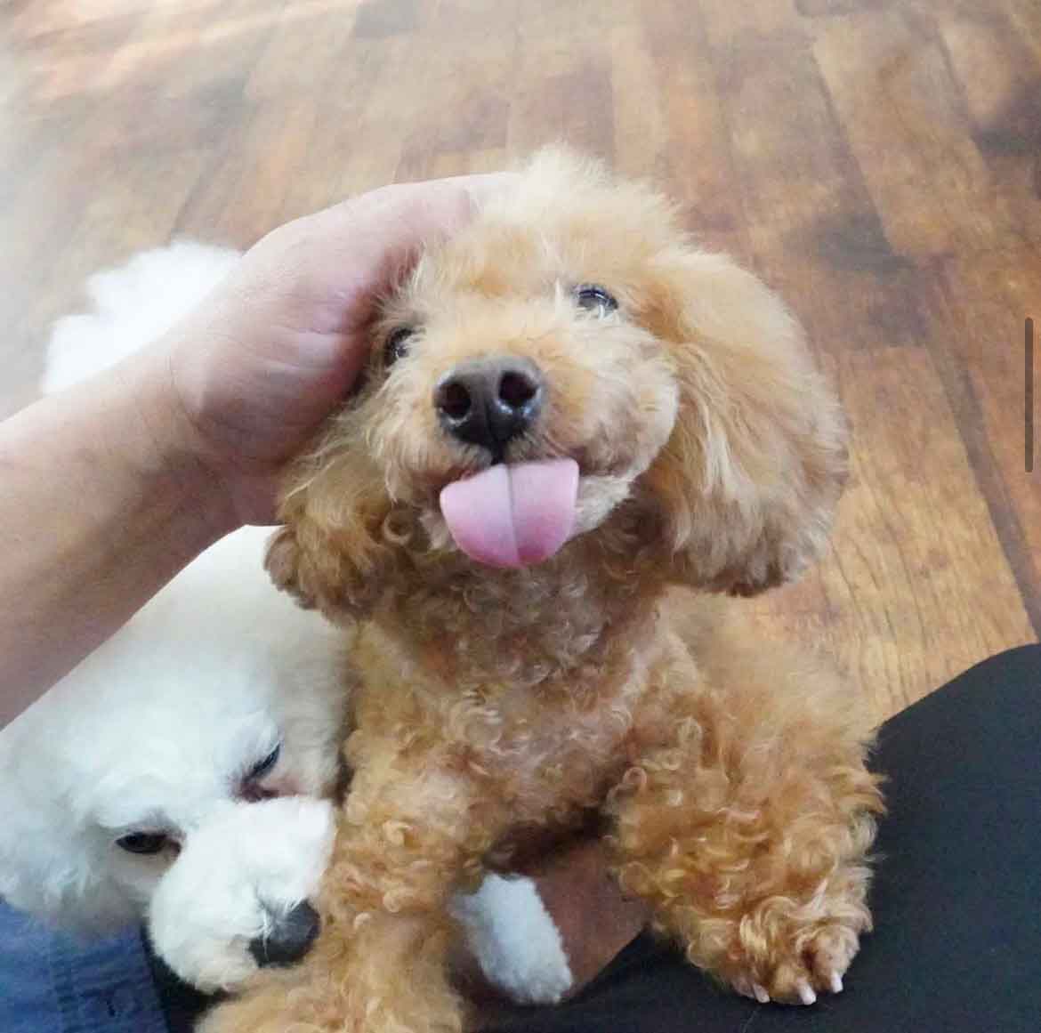 マザーズドッグス