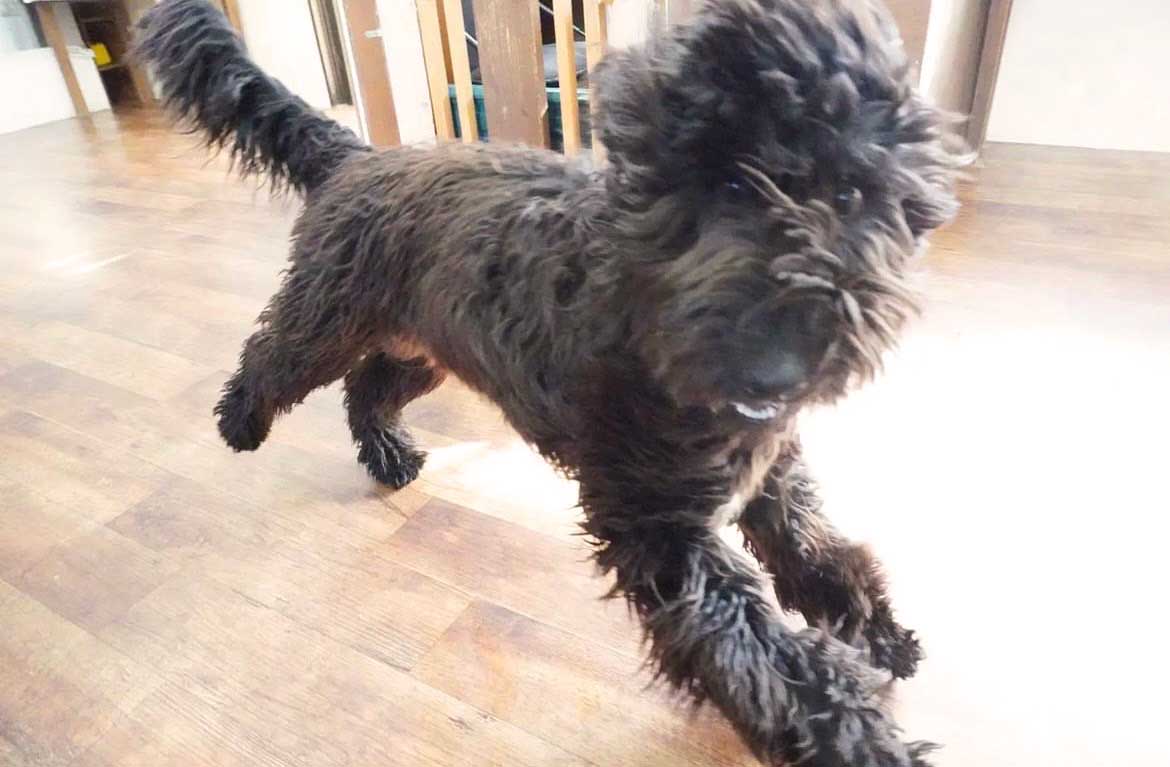 マザーズドッグス