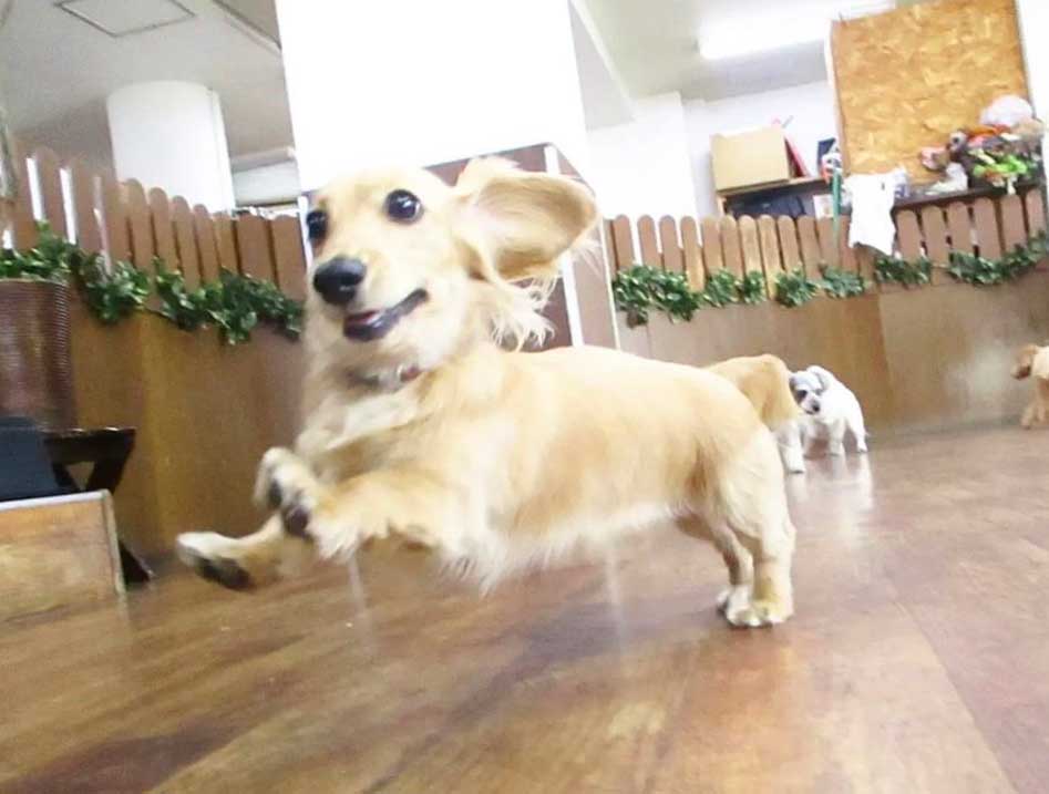 マザーズドッグス