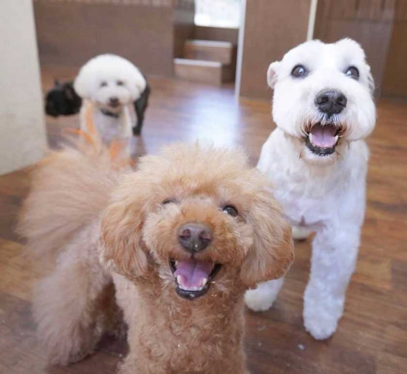 マザーズドッグス