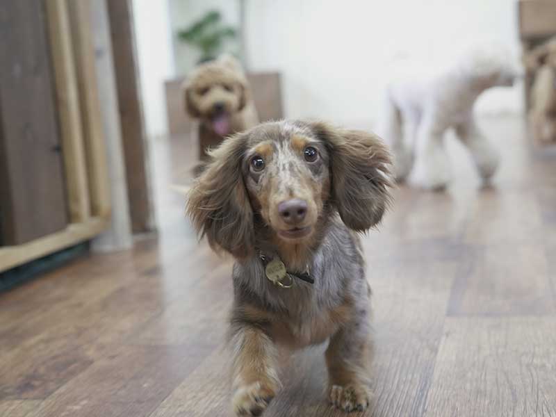 福岡市の犬の保育園マザーズドッグス