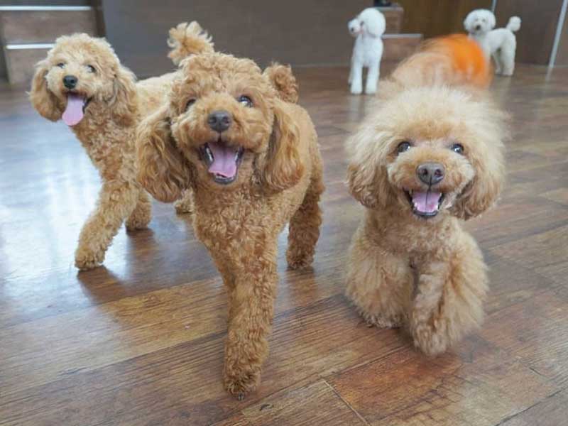福岡市の犬の保育園マザーズドッグス