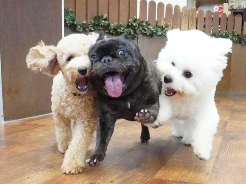 福岡市の犬の保育園マザーズドッグス