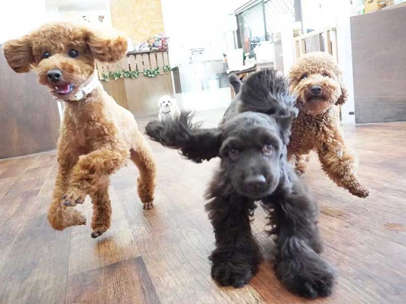 福岡市の犬の保育園マザーズドッグス