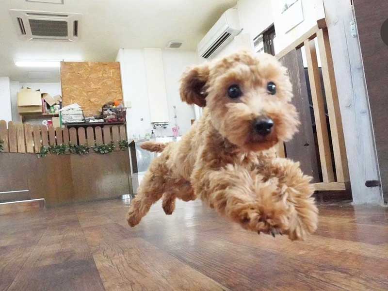 福岡市の犬の保育園マザーズドッグス