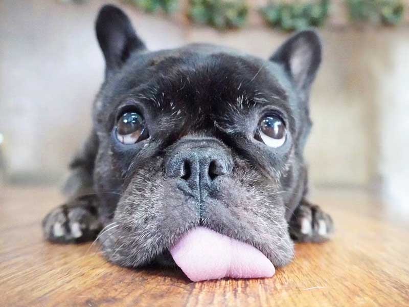 福岡市の犬の保育園マザーズドッグス