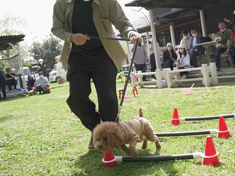 福岡市中央区,犬の保育園マザーズドッグス,犬の幼稚園