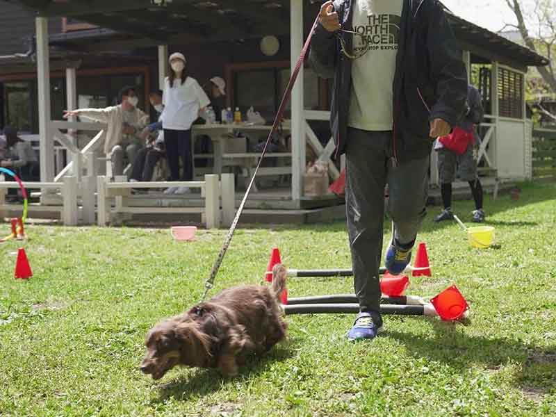 福岡市中央区,犬の保育園マザーズドッグス,犬の幼稚園