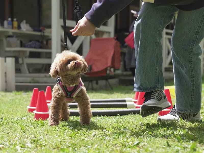 福岡市中央区,犬の保育園マザーズドッグス,犬の幼稚園