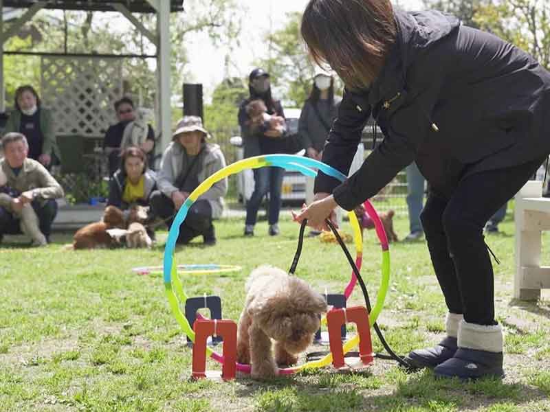 福岡市中央区,犬の保育園マザーズドッグス,犬の幼稚園