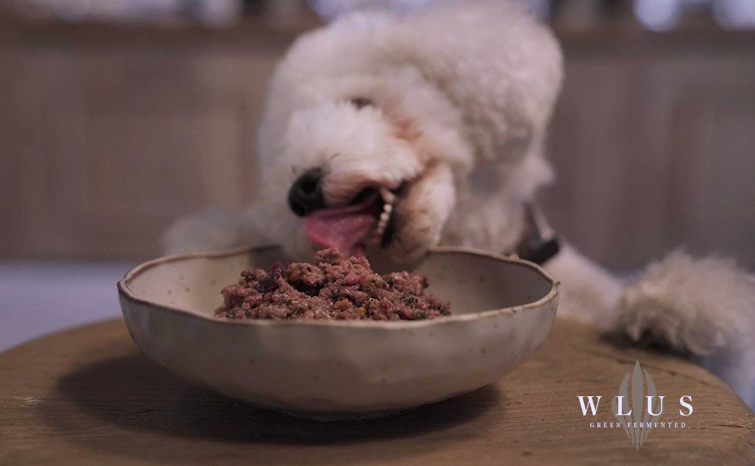 生食ウルスドッグフード