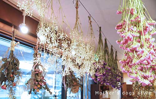 マザーズドッグス