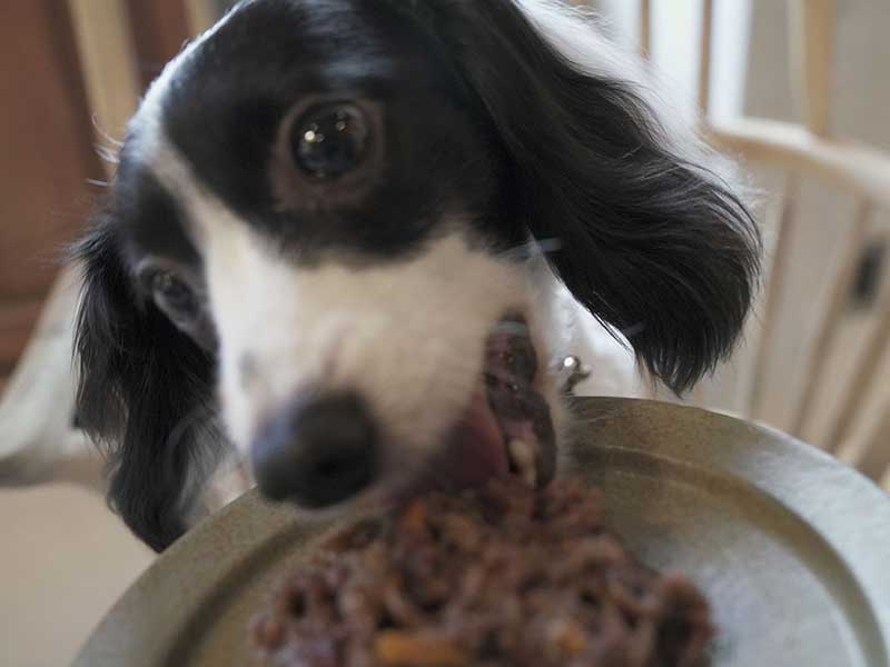 福岡市,国産ドッグフード