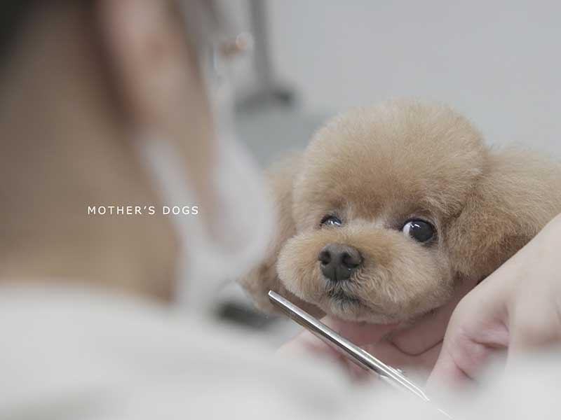 福岡,国産ドッグフード