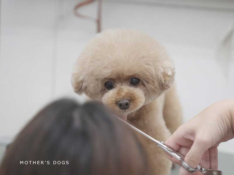 福岡,国産ドッグフード