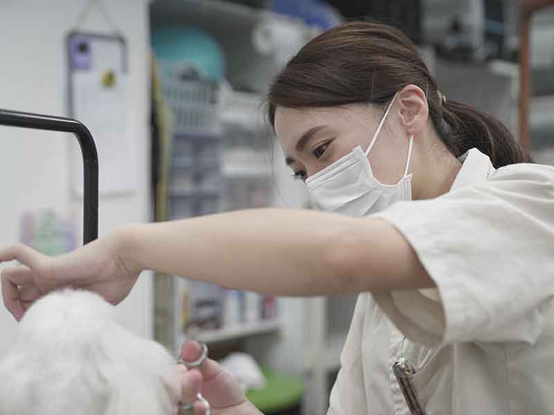 福岡,国産ドッグフード