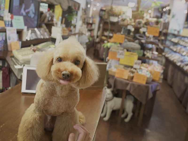 福岡,国産ドッグフード