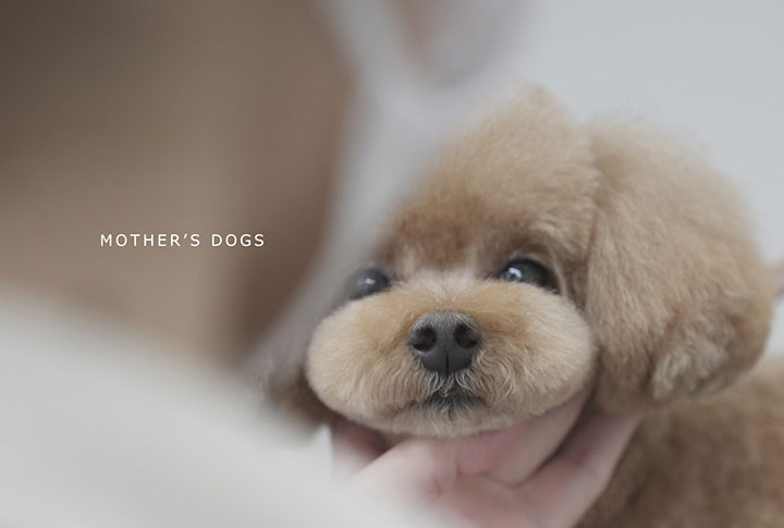 マザーズドッグス