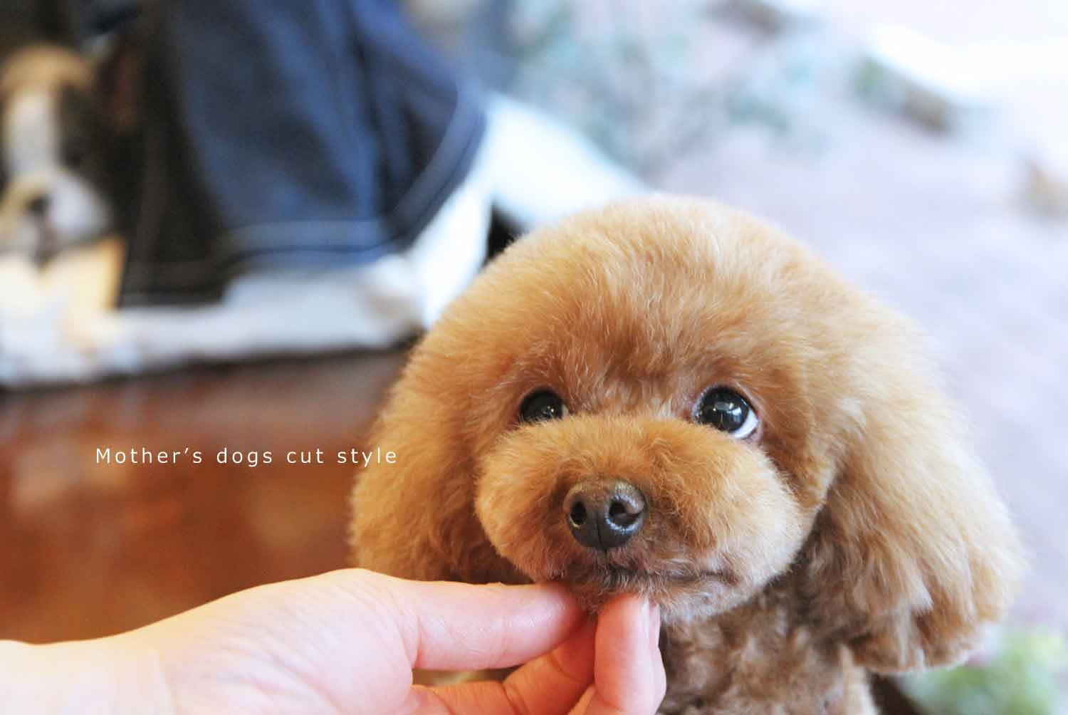 マザーズドッグス