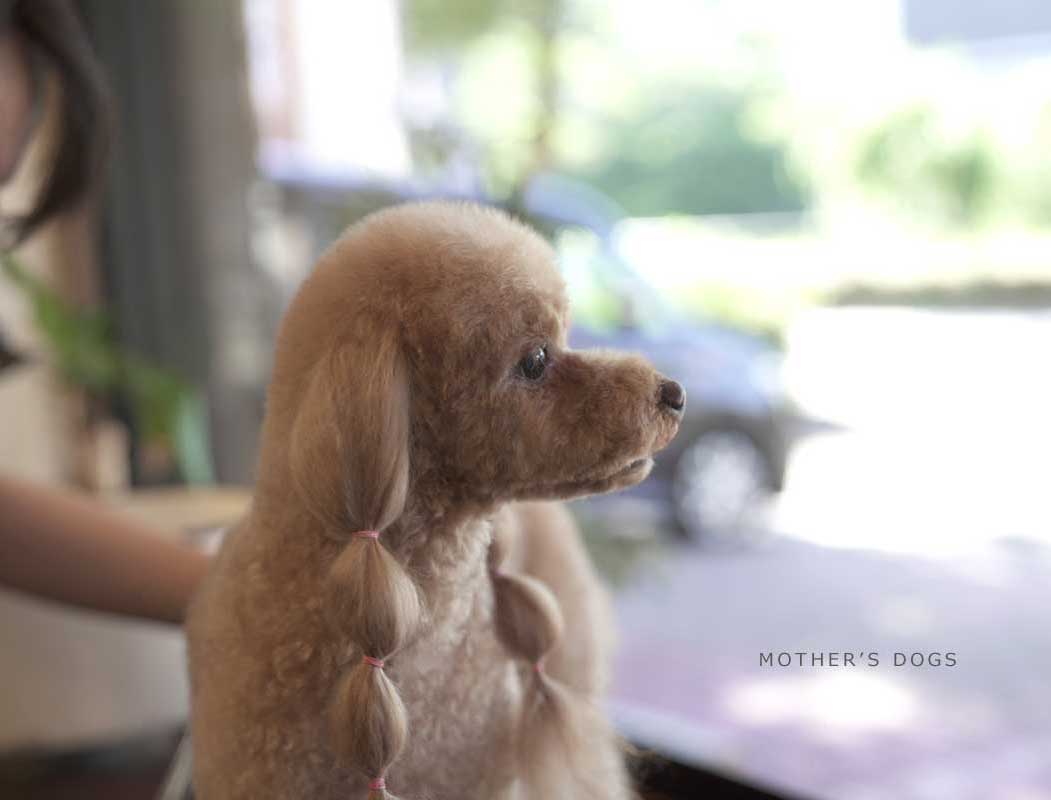 マザーズドッグス