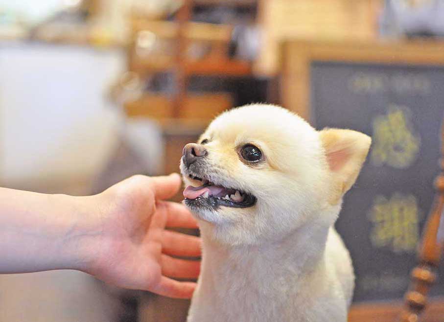 マザーズドッグス