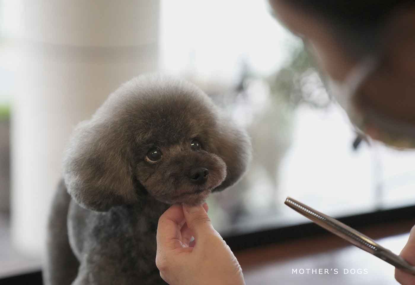 マザーズドッグス