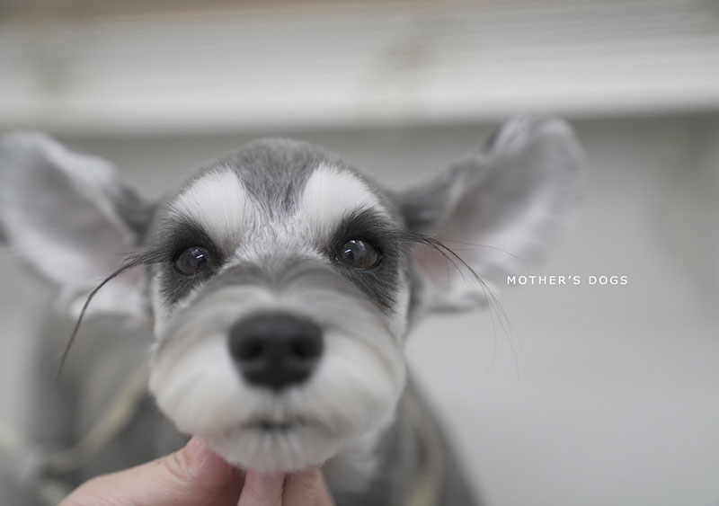 マザーズドッグス