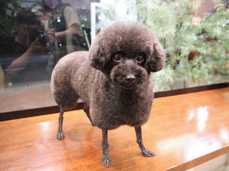 福岡市中央区,トリミング,トイプードル