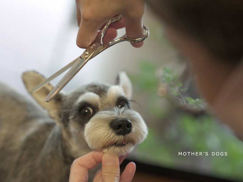 福岡市中央区,トリミング,トイプードル