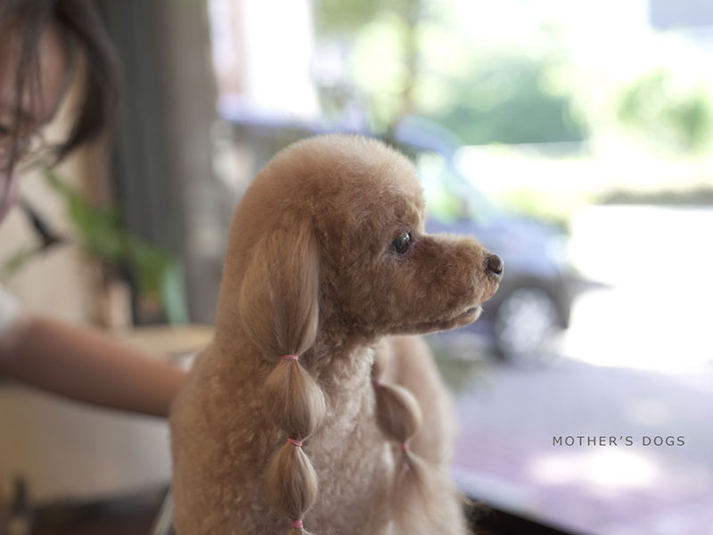 福岡市中央区,トリミング,トイプードル