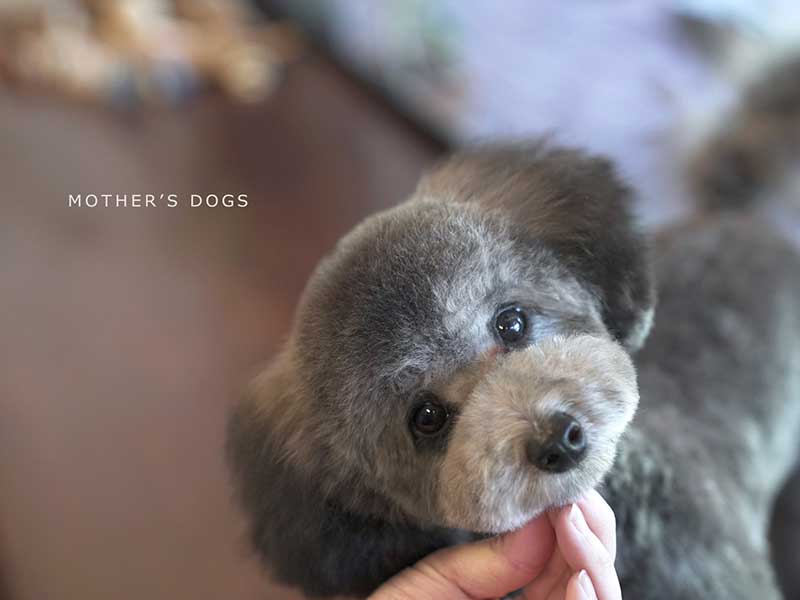 福岡市中央区,トリミング,トイプードル