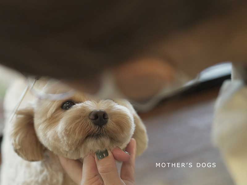 福岡市中央区,トリミング,トイプードル